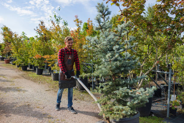 Professional Tree Removal and Landscaping Services in Buckhead Ridge, FL